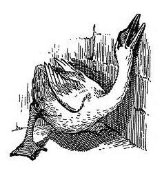 Иллюстрации Хелен Стрэттон к сказке «Гадкий утенок»