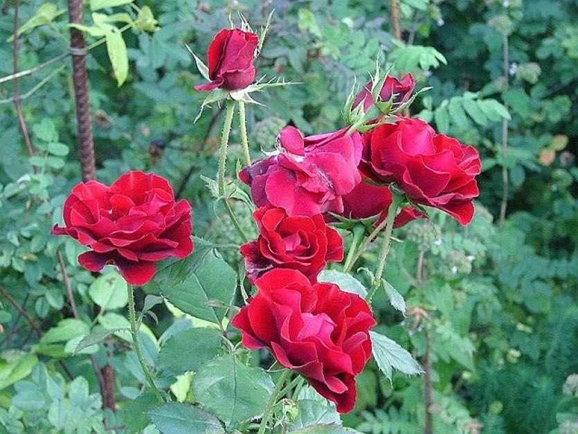 Роза H.C. Andersen