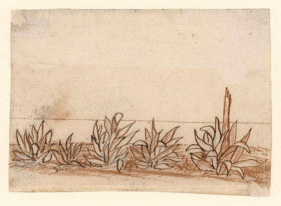 Х.К. Андерсен. Кактус в Мола-ди-Гаэта, 1834 год