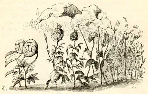 Иллюстрации Вильхельма Педерсена к сказке «Цветы маленькой Иды»