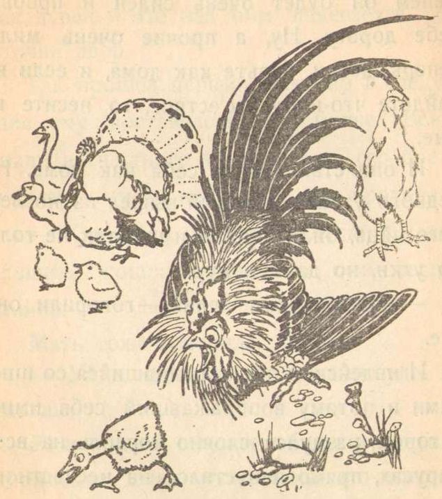 Иллюстрации Евгения Спасского к сказке «Гадкий утенок»